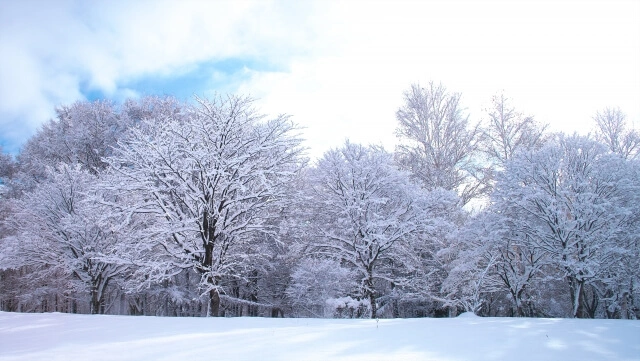 冬の野幌森林公園の写真