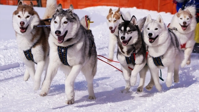 第8回えにわ犬ぞり大会の写真