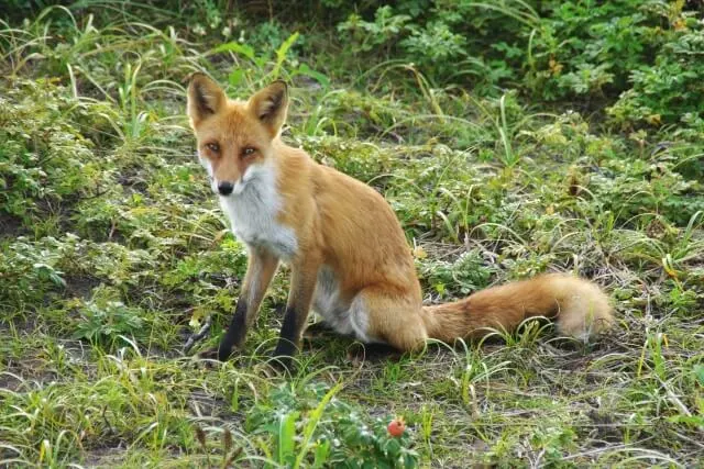 はまなすの丘公園で撮影されたキタキツネの写真