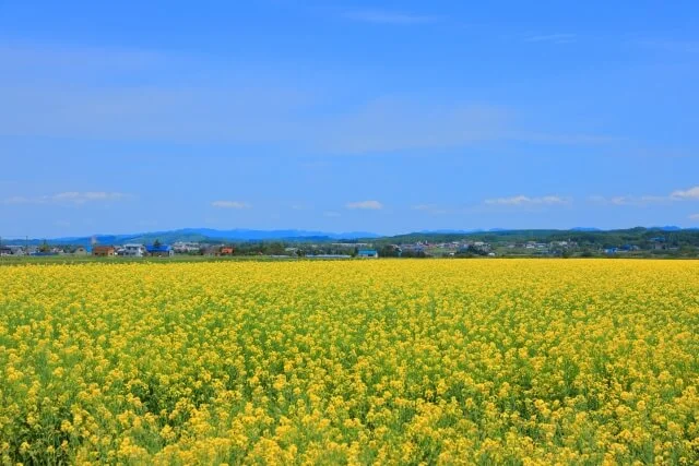 岩見沢市栗沢町の菜の花畑の写真