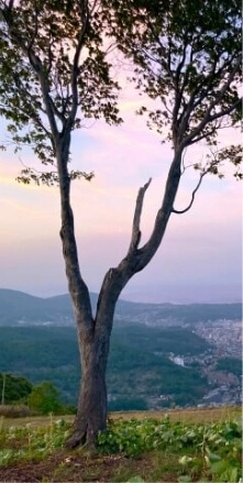 天狗山頂上から見下ろす小樽市の写真