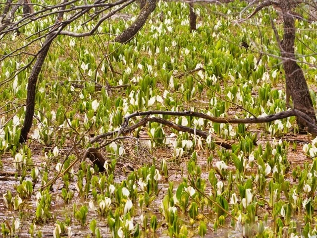 青葉中央公園の水芭蕉の写真