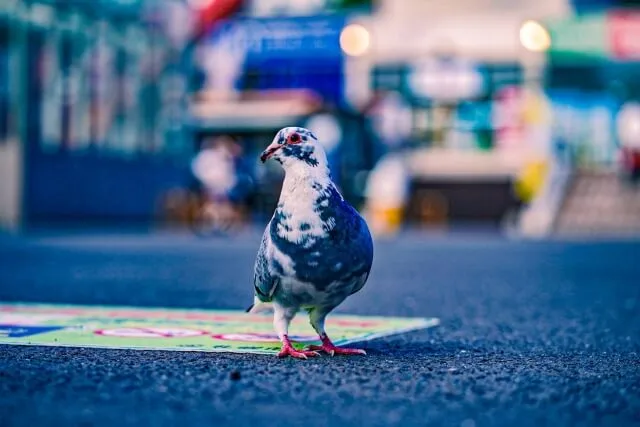 札幌市中央区大通公園に生息する鳩の写真