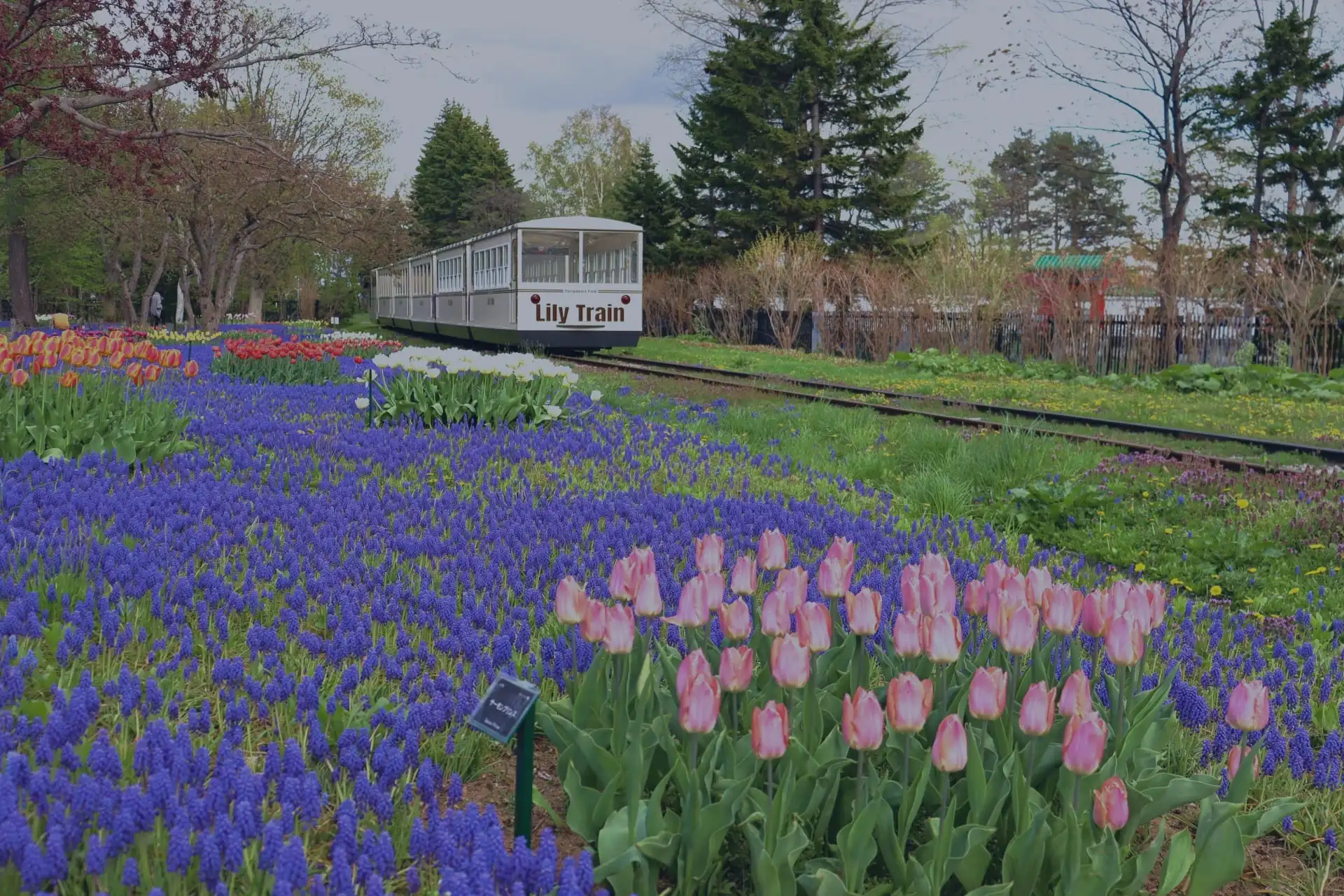 札幌市北区百合が原公園を走るリリートレインの写真