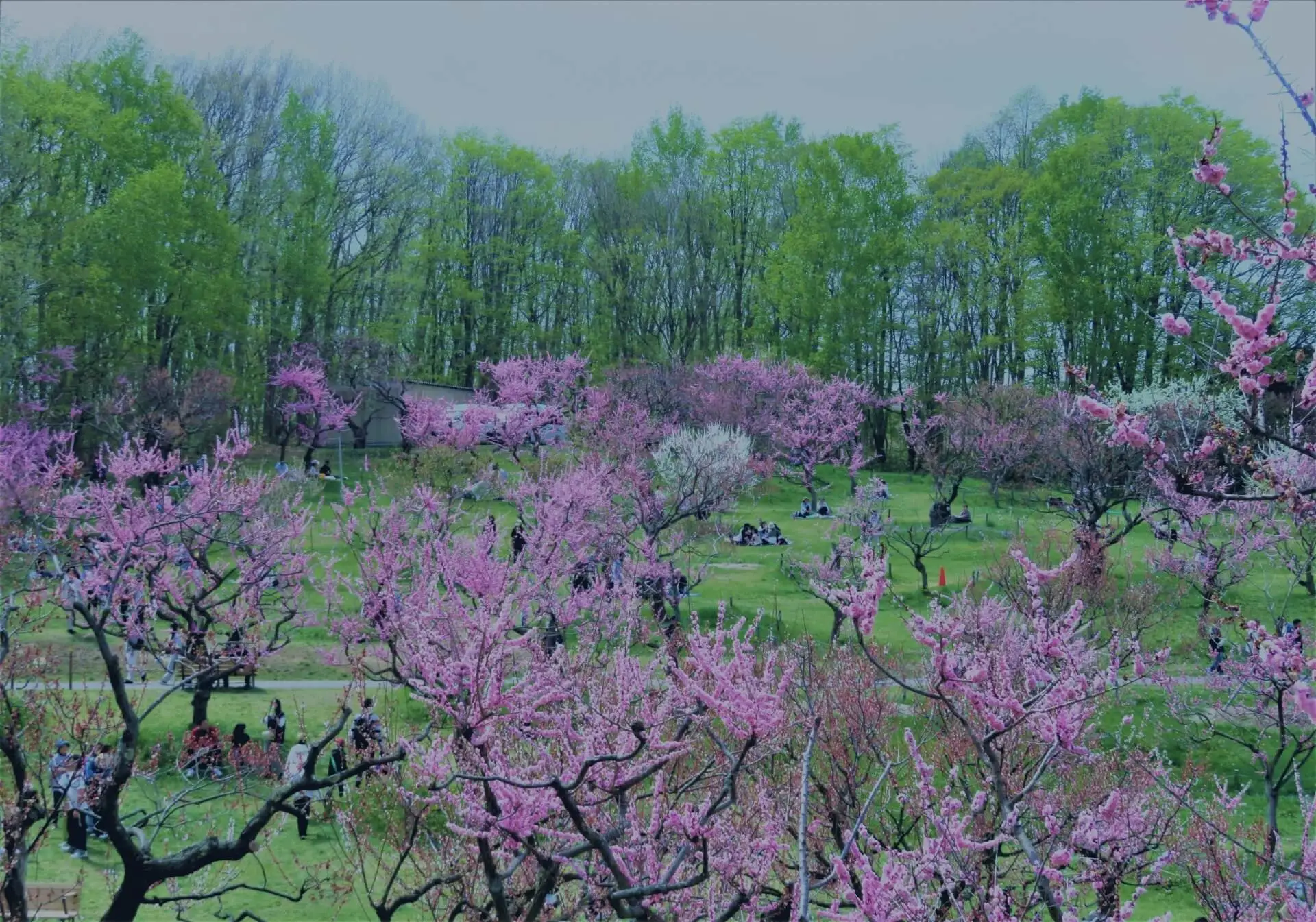 札幌市清田区平岡公園の梅林の写真