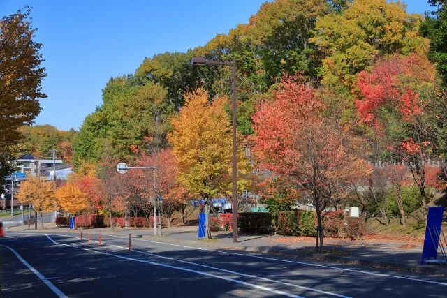 札幌市清田区旧国道36号線の紅葉の並木の写真