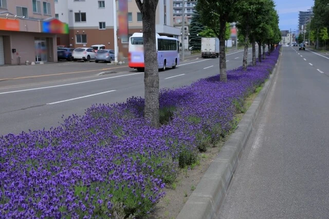 札幌市西区宮の沢のラベンダー花壇の写真