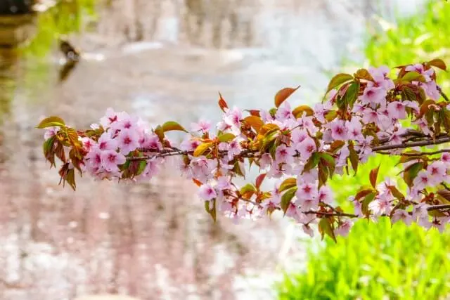 札幌市豊平区寒地土木研究所の桜の写真