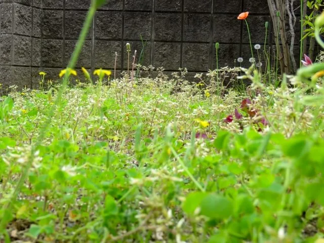 雑草の写真