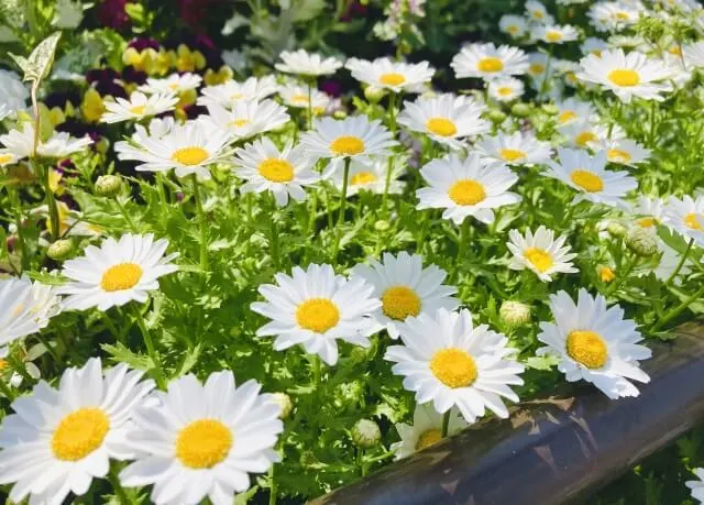 花壇に咲く白い花の写真